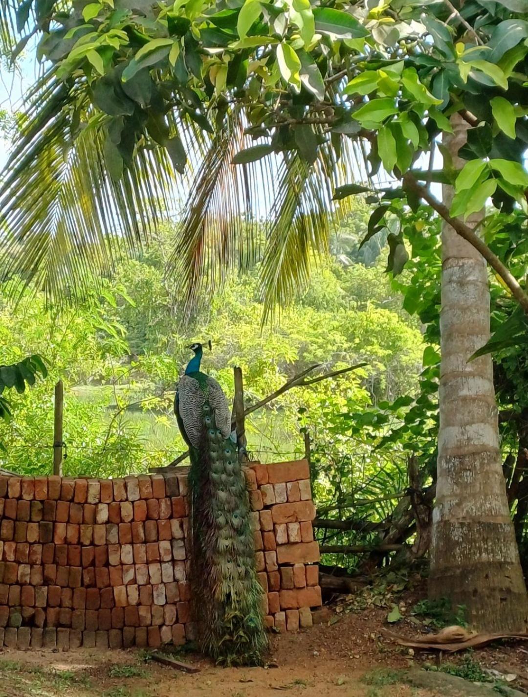 Turtle Island Cabana Tangalle Exterior photo